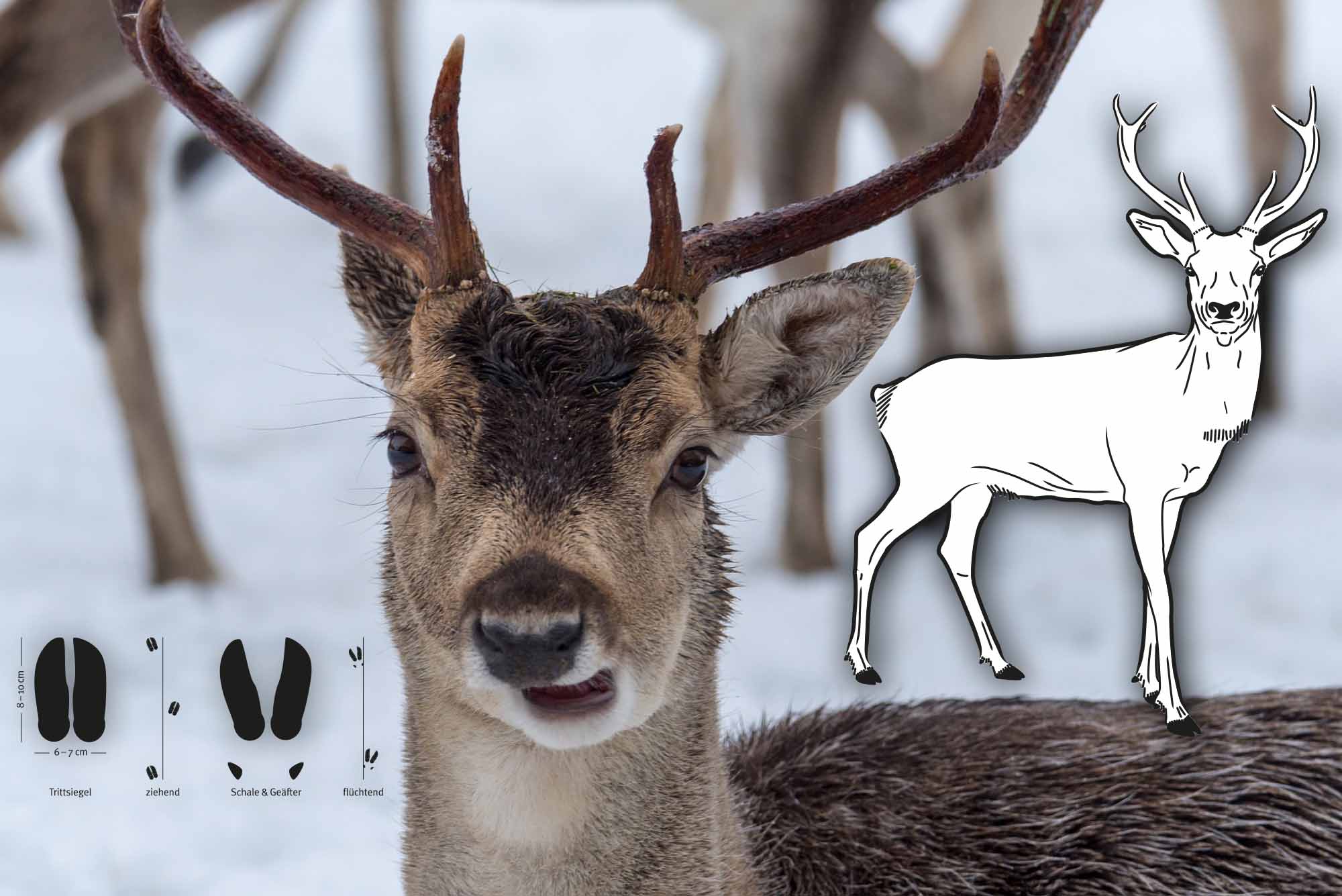 Tierspuren im Schnee – Den Wildtieren auf der Spur im Winter