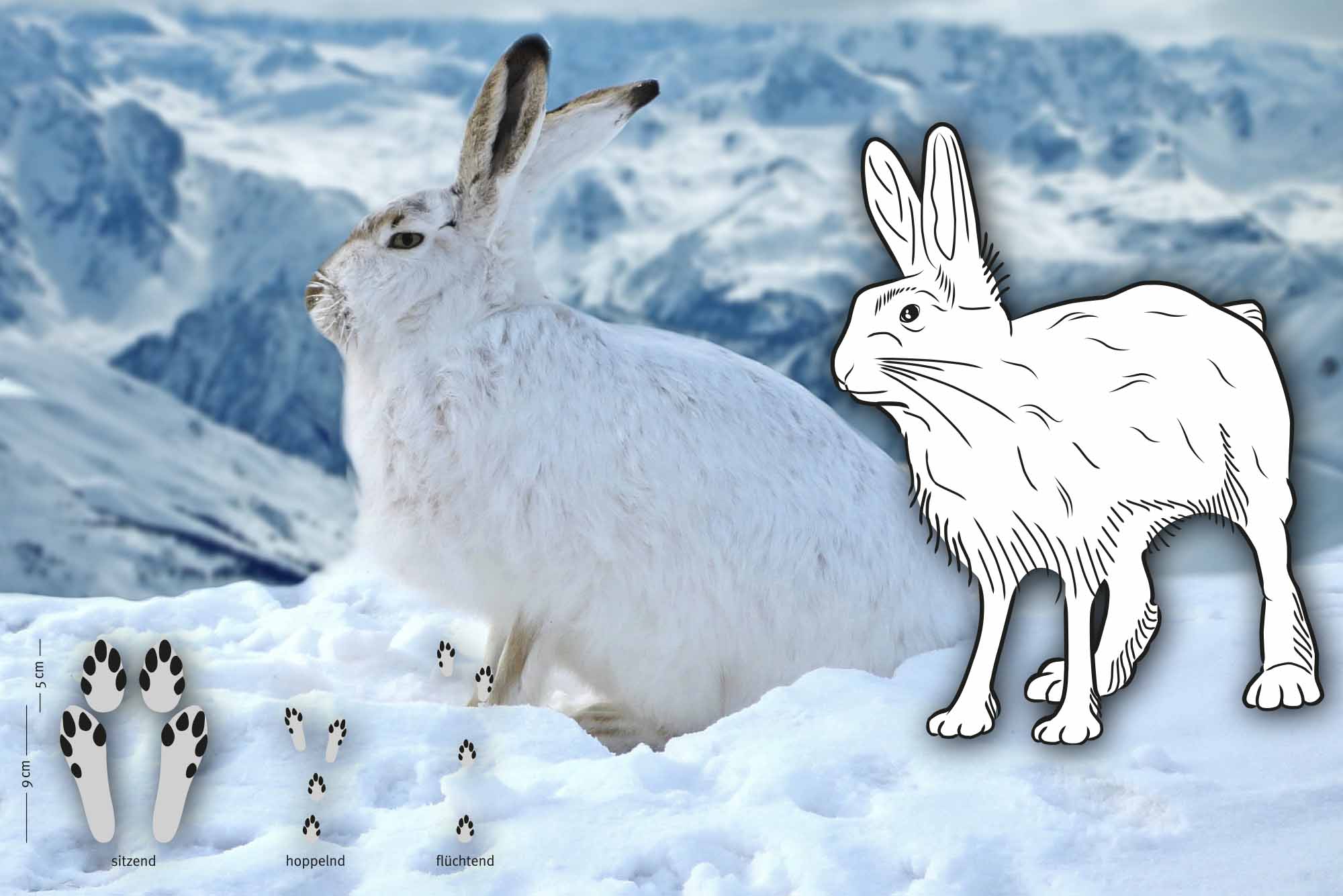 Tierspuren im Schnee – Den Wildtieren auf der Spur im Winter